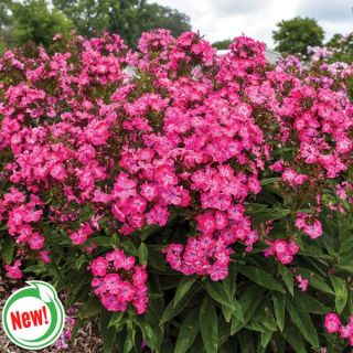 Pink Lightning Luminary Phlox Thumbnail